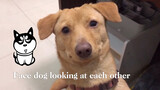 Emoji Anjing: "Dua Ekor Anjing yang Saling Menatap"