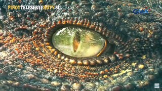 Lolong January 22 2025
