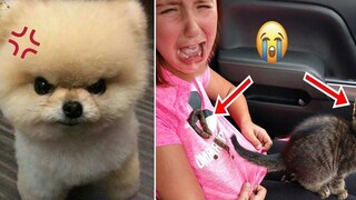 พยายามอย่าหัวเราะ 😂 วิดีโอแสดงปฏิกิริยาแปลกๆ ของสุนัขและแมว 17