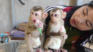 Baby Monkey | Wow Tiny Maki & Maku Very Like To Eating Color Candy