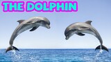 Bé tập nói tiếng anh | Con cá heo | Baby practice speaking English | The dolphin