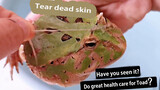 [Vlog] Peeling dead skin for my pet frog, oddly satisfying!