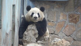 Panda Periang Meng Lan~