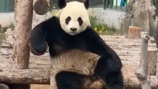 "The Real Kung Fu Panda"
