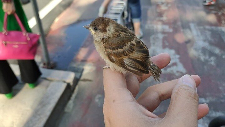 A Small Sparrow Perching on My Hand