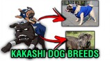 Kakashi Dog Breeds 🐕 Naruto Review