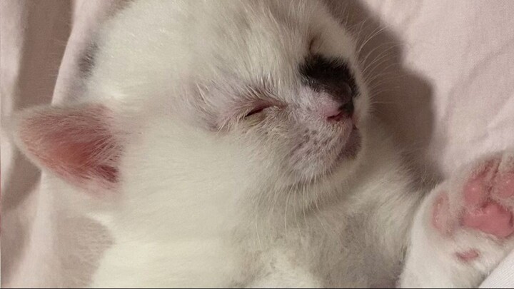 baby cat sleeping soooo cute