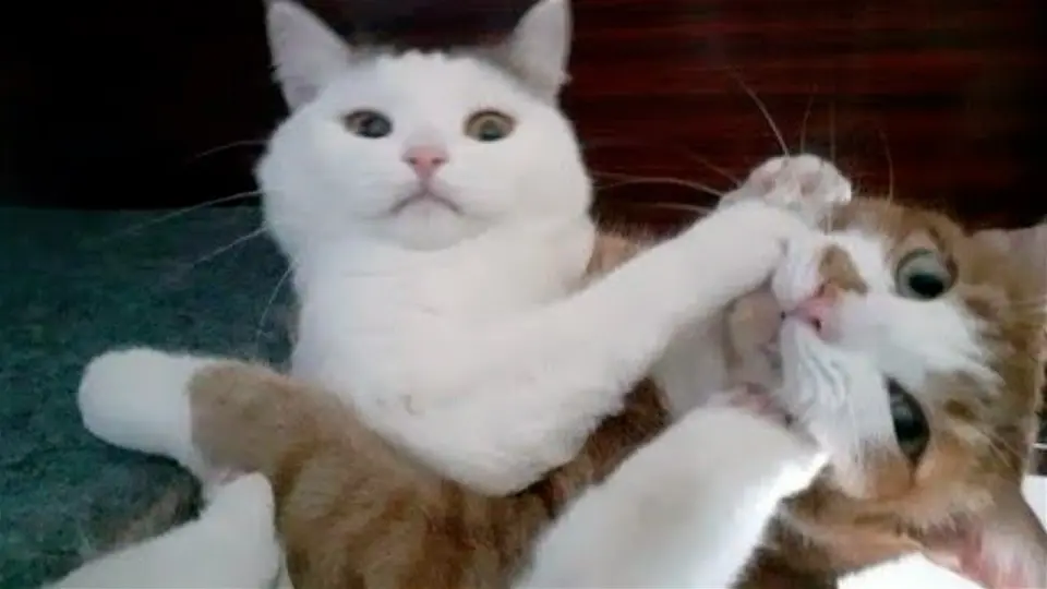 Funny Animal Videos 2022 😂 - Funniest Cats And Dogs Video 😺😍 - Bilibili Funny Animal Videos 2022 😂 - Funniest Cats And Dogs Video 😺😍 - Bilibili