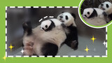 【Panda Pusaka Negara】"Ranjang Bayi" untuk tidur nyenyak.
