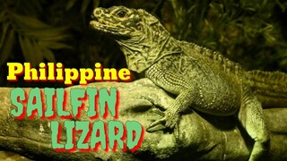 PHILIPPINE SAILFIN LIZARD | IBID | Tenrou21