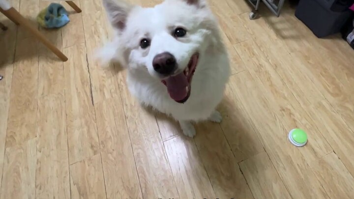 Urutan ke-45 untuk jalan-jalan anjing dari rumah ke rumah, ini memang seekor border collie, dan mema