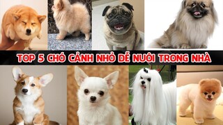 TOP 5 GIỐNG CHÓ CẢNH NHỎ ĐÁNG YÊU DỄ NUÔI TRONG NHÀ