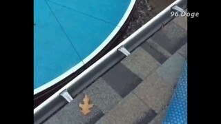 frog:(