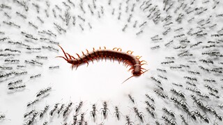 Lipan Raksasa Memasuki Sarang Semut Galak, Pertarungan Segera Mulai!