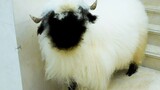 แกะ Valais blacknose เกือบได้รับความทุกข์ทรมานจากโรคลมแดด