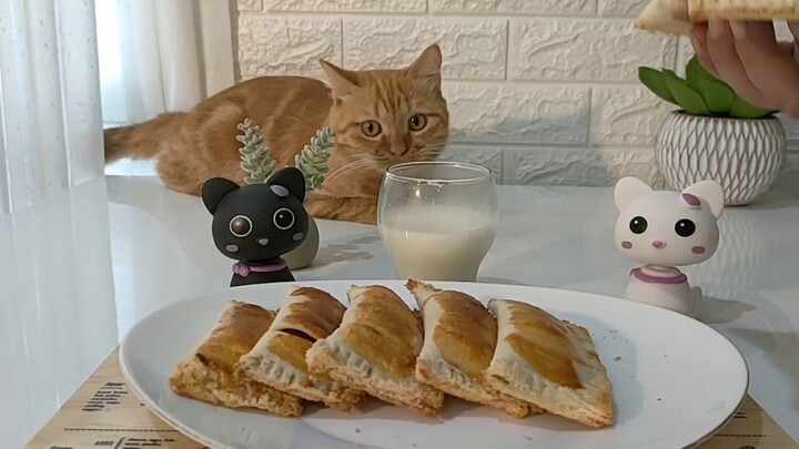 Kucing Bob di Ajak bikin Konten