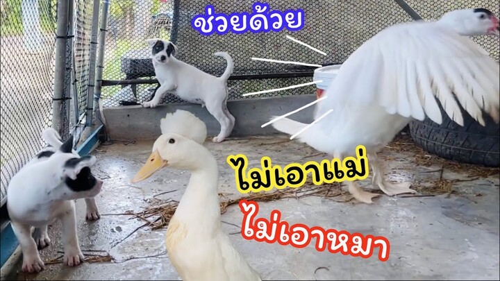 อยู่บ้านนี้ต้องอดทนแต่ละตัวหัวจะปวด