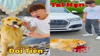 Thú Cưng TV | Gia Đình Gâu Đần #41 | Chó Golden thông minh vui nhộn | Pets funny cute dog