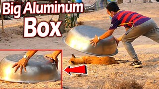 Big Box Aluminum Prank Dog Sleeping Very Funny - Must Watch Most Funny Comedy Video Try Not To Laugh