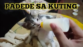 Kitten Milk Feeding