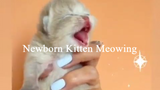 Newborn Kittens Meowing short cute cat