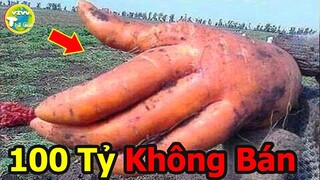 9 Loại RAU CỦ Kỳ Lạ Và Thú Vị Nhất Thế Giới Bạn Sẽ Hối Tiếc Nếu Không Nhìn Thấy Chúng |Vivu Thế Giới