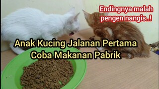 Reaksi Mantan Kucing Jalanan Pertama Di Kasih Makanan Pabrik Dan Kisahnya