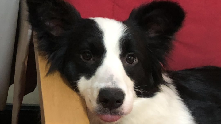 [Vlog hàng ngày của 73 Family] Bạn có biết Border Collie sẽ không ưa chủ nhân của mình không?