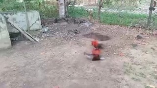 balik ko lang ang sparing ng mga alaga ko dati