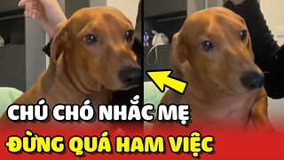 Chú chó THÔNG MINH nhắc nhở mẹ: Đừng quá ham việc 😍 | Yêu Lu