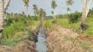 Ternyata ciri-ciri tempat seperti ini yang paling disukai belut babon #eelfishing #cecepjampang #man