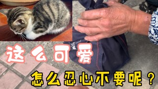 在路上被人塞了一只猫？！还有这等好事！！