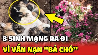 7 Bé cún con QUA ĐỜI vì chó mẹ "ĂN PHẢI BẢ CHÓ" khiến chủ nhân đau xót | Yêu Lu