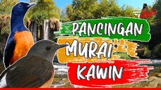 PANCINGAN MURAI BATU AGAR KAWIN