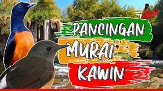 PANCINGAN MURAI BATU AGAR KAWIN