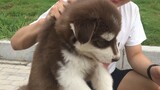 [Hewan]Teknik Menangkap Anjing