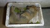 Changes in a native dog adopted for 30 yuan in one year