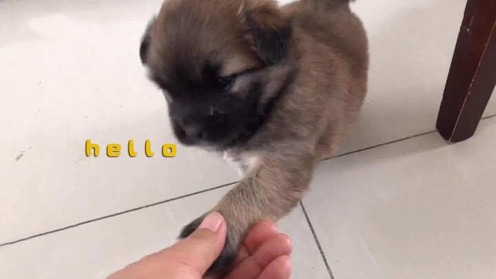 Pet | One-Month-Old Puppy