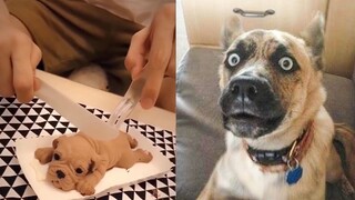 Dog Reaction to Cutting Cake - Funny Dog Cake Reaction Compilation#2| Pets House