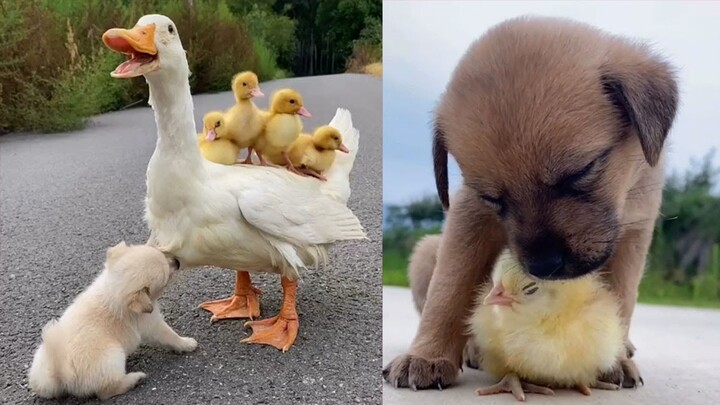 Cute Puppies Doing Funny Things Clean | Golden Retriever Puppies Funny Compilation | Cute Animals TV - Bilibili Cute Puppies Doing Funny Things Clean | Golden Retriever Puppies Funny Compilation | Cute Animals TV - Bilibili