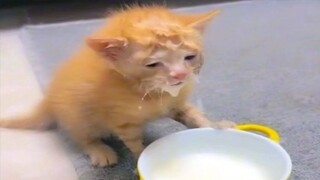 Funny animals - Funny cats and dogs - Funny animal videos 2023🤣