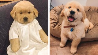 🐶 You Will Laugh When You Watch These Adorable Golden Puppies 🐶| Cute Puppies