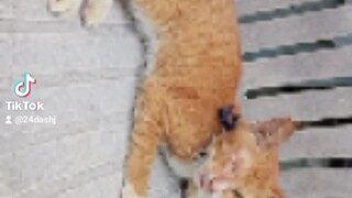 cat want to do a video