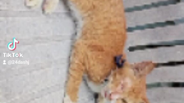 cat want to do a video