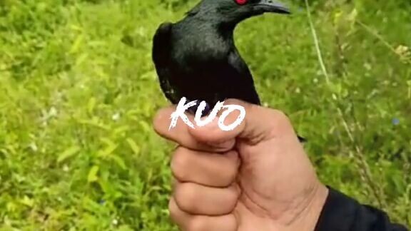 gagak mata merah