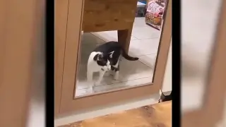 Cats Funny Moments at its BEST🤣