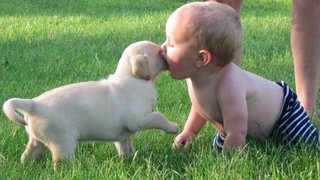 Puppies and Kittens Playing With Babies Videos 🔴 Carrochos y Gatitos Jugando Con Bebes Vídeos