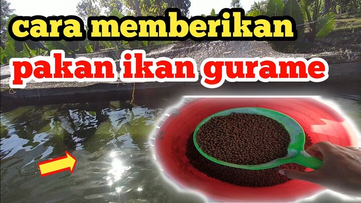 CARA PEMBERIAN PAKAN IKAN GURAME DENGAN BAIK DAN BENAR UNTUK PEMULA - PUTRA GURAME