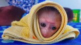 Most Adorable Baby Monkey!! Wow, Tiny Luca looks so handsome waiting for Mom to comfort very manners