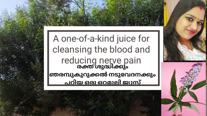 A one-of-a-kind juice for cleansing the blood രക്ത ശുദ്ധിക്കു പറ്റിയ ഒരു ഒറ്റമൂലി ജ്യൂസ്‌